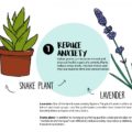 Plants with amazing anti Anxiety Benefits